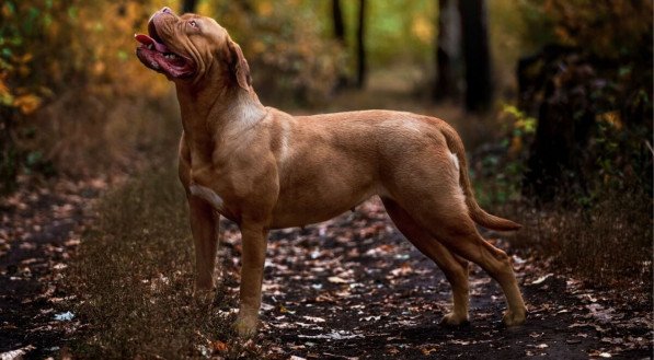 Os cachorros de porte gigante se destacam pelo tamanho impressionante (Imagem: Marry Kolesnik | Shutterstock) 