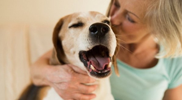 Cuidados especiais garantem que os cachorros vivam felizes por mais tempo (Imagem: Ground Picture | Shutterstock) 