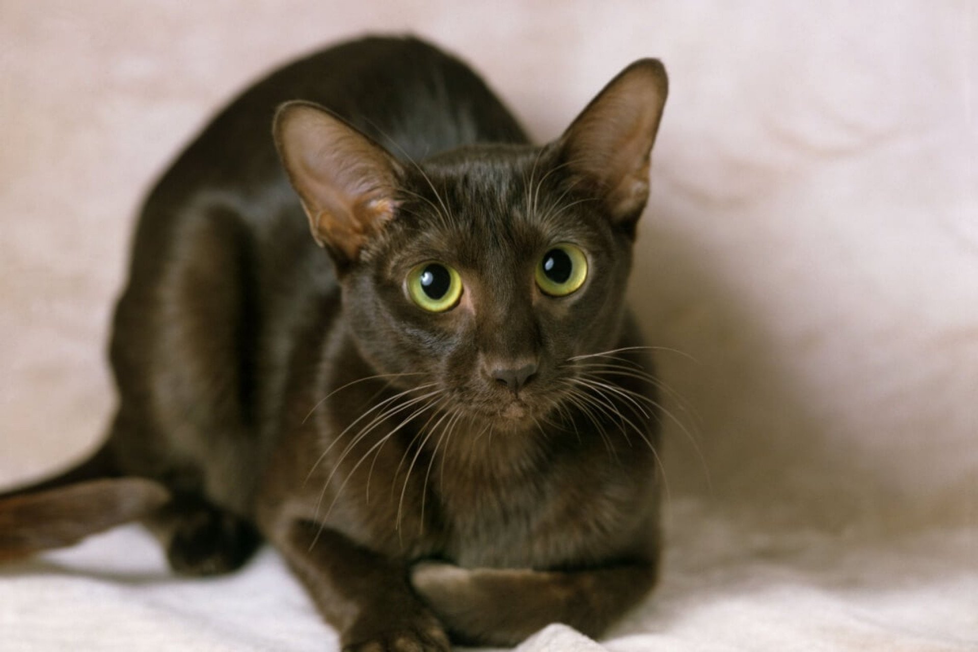 gato