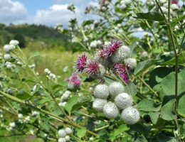 A bardana é uma planta medicinal benéfica para a saúde (Imagem: Orest lyzhechka | Shutterstock)