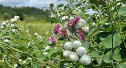 A bardana é uma planta medicinal benéfica para a saúde (Imagem: Orest lyzhechka | Shutterstock)