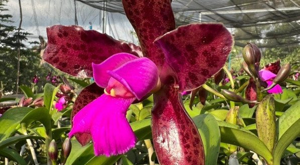 Orquídea.