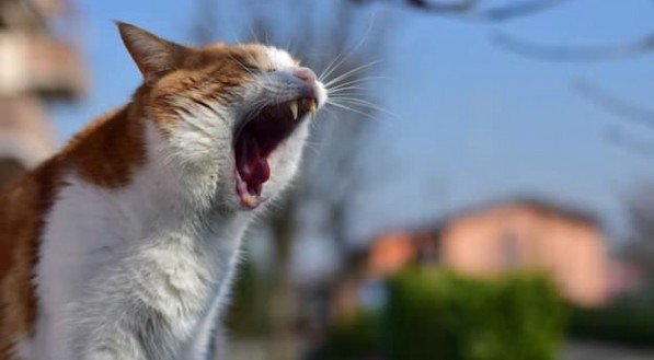 Imagem de um gato com a boca aberta
