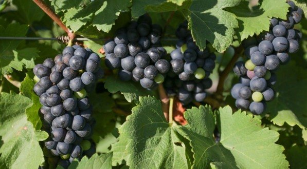 Imagem das uvas que estão sendo exportadas para a China