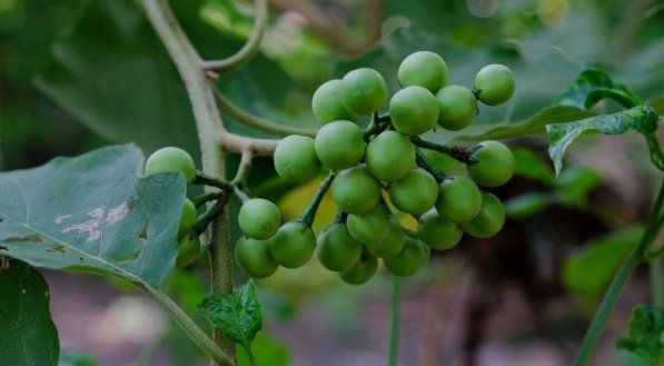 A jurubeba é uma planta medicinal tradicionalmente usada para apoiar a digestão e promover o bem-estar do organismo (Imagem: kukuh st23 | Shutterstock)