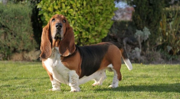 O basset hound é um cachorro que se destaca pela aparência e comportamento (Imagem: Marcelino Pozo Ruiz | Shutterstock)