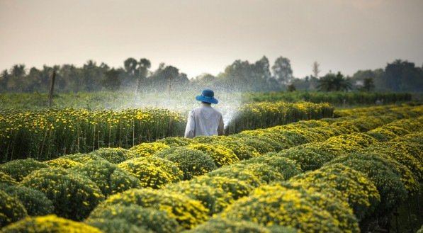 Imagem ilustrativa de pessoa em cultivo, Acordo Mercosul: Sindicato de agricultores europeus alerta para impacto 'preocupante' no setor