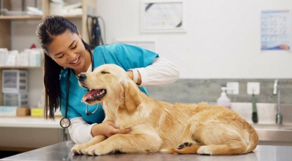 As consultas de rotina ajudam a preservar a qualidade de vida dos pets (Imagem: PeopleImages.com - Yuri A | Shutterstock) 