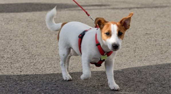 Planejar o primeiro passeio do cachorro garante a segurança e o conforto do animal (Imagem: aleksandr4300 | Shutterstock)