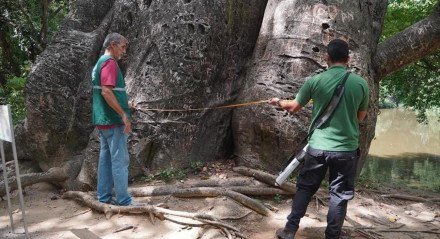 Imagem de especialistas analisando as árvores