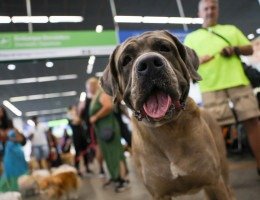 Não são todos os tutores que serão obrigados a fazer o RG dos pets