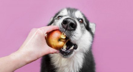 Alguns sabores costumam agradar o paladar dos cachorros (Imagem: Ellina Balioz | Shutterstock)