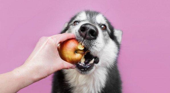 Alguns sabores costumam agradar o paladar dos cachorros (Imagem: Ellina Balioz | Shutterstock)