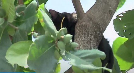 Imagem do gato preto preso na árvore em Jardim Brasil