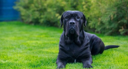 O cane corso é uma raça imponente e fascinante (Imagem: Olga Aniven | Shutterstock) 