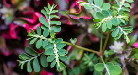 A quebra-pedra é uma planta com propriedades medicinais (Imagem: Lukman Nurrohim | Shutterstock)