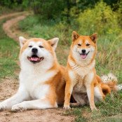 O que significa sonhar com cachorro? Saiba o que isso quer dizer