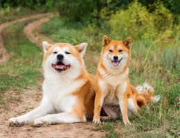O que significa sonhar com cachorro? Saiba o que isso quer dizer