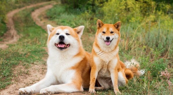 O akita e o shiba inu são cachorros diferentes (Imagem: FunFamilyRu | Shutterstock)