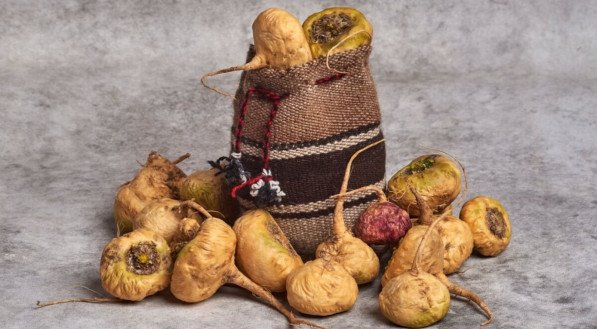 A maca peruana é utilizada devido às suas propriedades terapêuticas (Imagem: Dreke | Shutterstock)