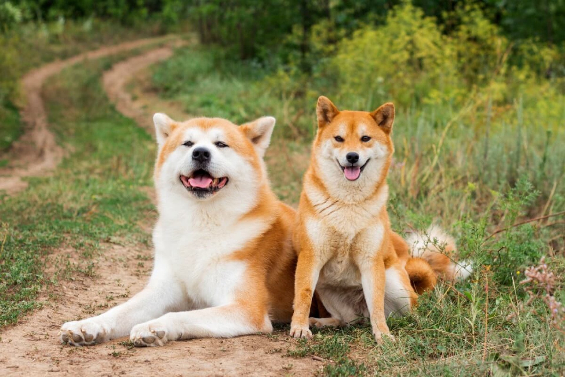 O que significa sonhar com cachorro? Saiba o que isso quer dizer