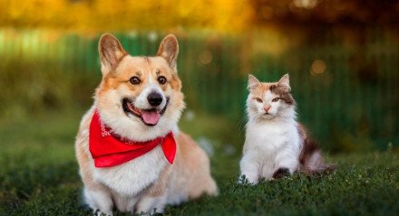 Pequenos descuidos podem afetar a saúde e o bem-estar dos pets (Imagem: Bachkova Natalia | Shutterstock) 