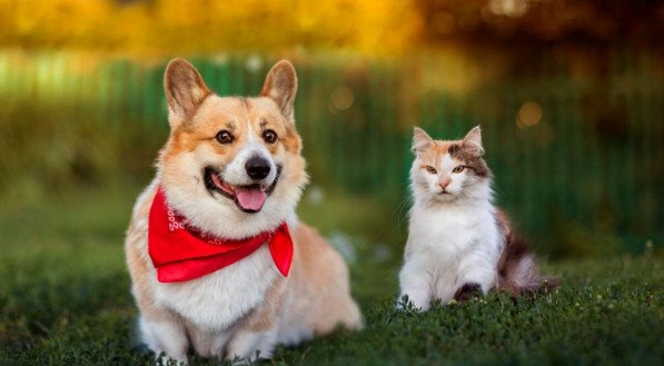 Pequenos descuidos podem afetar a saúde e o bem-estar dos pets (Imagem: Bachkova Natalia | Shutterstock) 