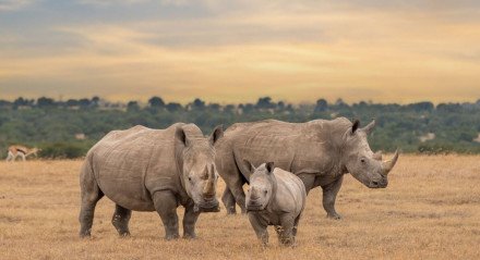 Alguns mamíferos se destacam pelo tamanho impressionante (Imagem: Tomas Drahos | Shutterstock)