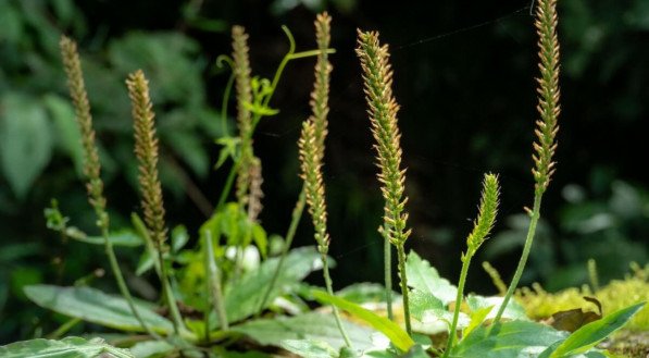 A planta tanchagem é conhecida por seus efeitos medicinais (Imagem: Patricia Hikari | Shutterstock)