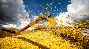China suspende compra de soja de 5 exportadoras brasileiras
