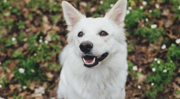 Personagens de “O Senhor dos Anéis” podem combinar com a personalidade do seu cachorro (Imagem: Bogdan Sonjachnyj | Shutterstock)