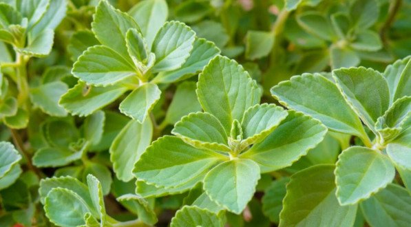 O boldo-do-chile é uma planta com propriedades medicinais (Imagem: RobiCol-Photo | Shutterstock)