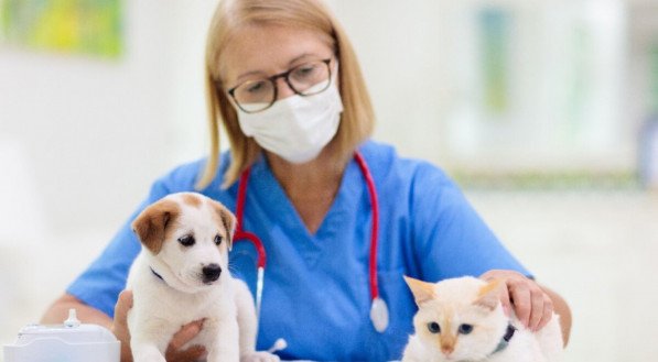 O ciclo de vermifugação recomendado por médicos-veterinários garante a proteção contínua contra parasitas (Imagem: FamVeld | Shutterstock)