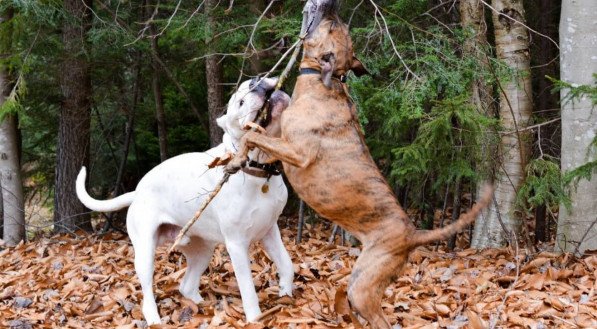 Apesar de semelhantes, o dogo argentino e o pitbull são raças com características distintas (Imagem: Greta Larson
| Shutterstock) 