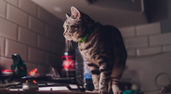 Hiperatividade dos gatos durante a noite pode ser sinal de tédio  e ansiedade (Imagem: Vershinin89 | Shutterstock) 