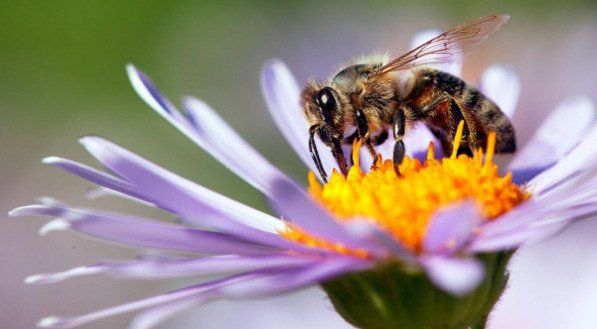 As abelhas são fundamentais para o equilíbrio dos ecossistemas (Imagem: Daniel Prudek | Shutterstock) 
