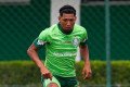 Palmeiras