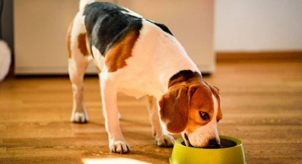 A alimentação natural é benéfica para a saúde dos animais (Imagem: Przemek Iciak | Shutterstock)