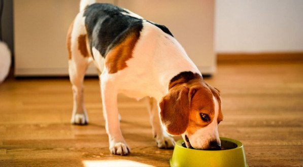 A alimentação natural é benéfica para a saúde dos animais (Imagem: Przemek Iciak | Shutterstock)