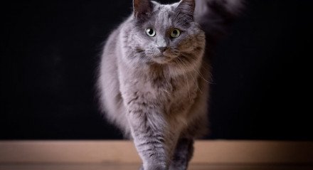 O nebelung é uma raça de gato rara e extremamente leal (Imagem: Katrien Lapauw | Shutterstock) 