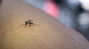 Entre dezembro de 2013 e junho de 2023, as autoridades de saúde pública relataram 3,7 milhões de casos suspeitos e confirmados por testes diagnósticos da doença causada pelo vírus Chikungunya nas Américas