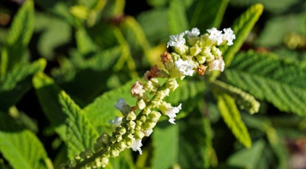 Com folhas aromáticas e ação terapêutica, a erva-baleeira costuma ser usada para auxiliar no tratamento de diversas condições (Imagem: Wagner Campelo | Shutterstock)