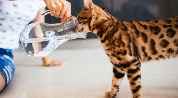 Cuidados com os pets devem ser redobrados durante os dias de calor (Imagem: pyrozhenka | Shutterstock) 