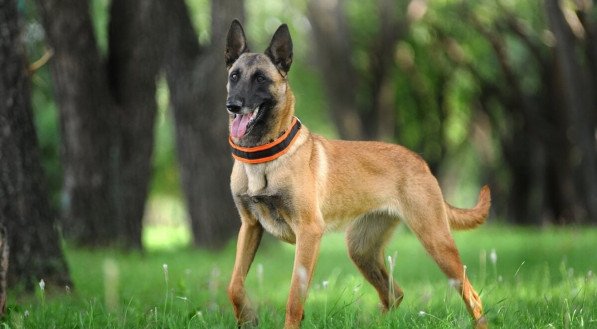 Inteligente e sempre alerta, o pastor belga malinois tem uma natureza protetora e determinada (Imagem: Victoria Antonova | Shutterstock)