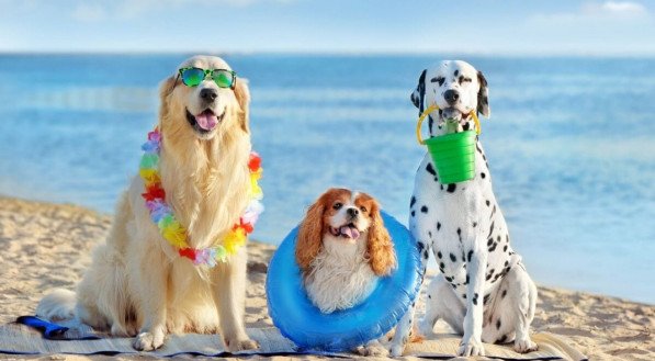 Cuidados com os pets na praia e na piscina garantem a saúde e bem-estar deles (Imagem: Kasefoto | Shutterstock) 