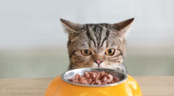 A diversidade alimentar melhora a hidratação e o aproveitamento dos nutrientes pelos felinos (Imagem: Pixel-Shot | Shutterstock)