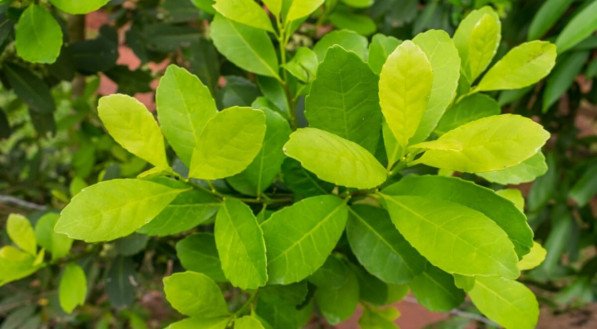 A erva-mate tem ação antioxidante e ajuda aumentar a energia (Imagem: Helissa Grundemann | Shutterstock)