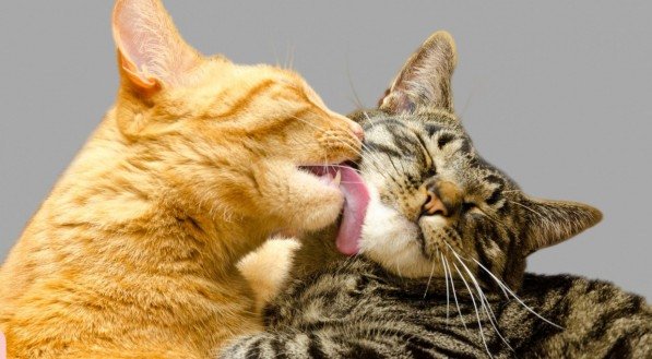 Entre 2020 e 2021, a população de gatos domésticos foi de 25,6 milhões para 27,1 milhões no Brasil