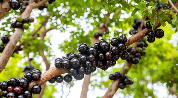 Os benefícios da jabuticaba podem ser aproveitados por meio da polpa, da casca e até das sementes (Imagem: litchima | Shutterstock)