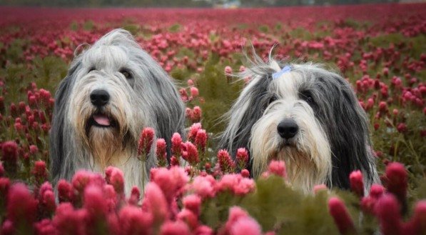 O bearded collie é uma raça antiga e muito inteligente (Imagem: dodafoto | Shutterstock) 